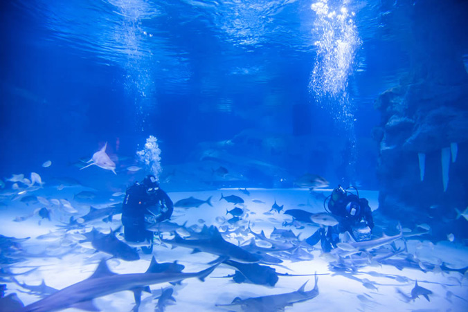 Antalya Aquarium,Antalya Aquarium, Tunnel aquarium, Marine creatures, Themed tanks, Snow World & Ice Museum, WildPark, Oceanride XD Cinema, Antalya tourism, Underwater world, Entertainment areas